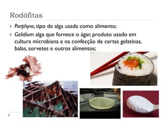 Rodófitas
 Porphyra, tipo de alga usada como alimento;
 Gelidium alga que fornece o ágar, produto usado em
cultura microbiana e na confecção de certas gelatinas,
balas, sorvetes e outros alimentos;
 