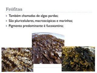 Feófitas
 Também chamadas de algas pardas;
 São pluricelulares, macroscópicas e marinhas;
 Pigmento predominante é fucoxantina;
 