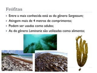 Feófitas
 Entre a mais conhecida está as do gênero Sargassum;
 Atingem mais de 4 metros de comprimento;
 Podem ser usadas como adubo;
 As do gênero Laminaria são utilizadas como alimento;
 