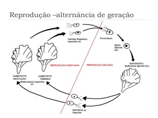 Reprodução –alternância de geração
 