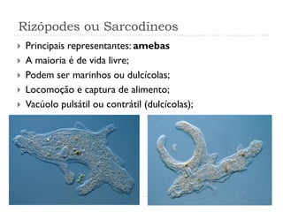 Rizópodes ou Sarcodíneos
 Principais representantes: amebas
 A maioria é de vida livre;
 Podem ser marinhos ou dulcícolas;
 Locomoção e captura de alimento;
 Vacúolo pulsátil ou contrátil (dulcícolas);
 