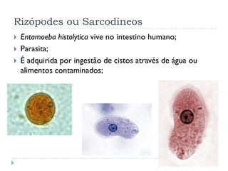 Rizópodes ou Sarcodíneos
 Entamoeba histolytica vive no intestino humano;
 Parasita;
 É adquirida por ingestão de cistos através de água ou
alimentos contaminados;
 