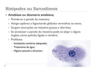Rizópodes ou Sarcodíneos
 Amebíase ou disenteria amebiana;
 Prende-se a parede do intestino;
 Atinge capilares e fagocitando glóbulos vermelhos se nutre;
 Surgem ulcerações no intestino grosso e diarréias;
 Se atravessar a parede do intestino pode se alojar e alguns
órgãos, como pulmão, fígado e cérebro;
 Profilaxia:
 Instalações sanitárias adequadas;
 Tratamento de água;
 Higiene pessoal e alimentar;
 