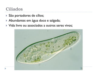 Ciliados
 São portadores de cílios;
 Abundantes em água doce e salgada;
 Vida livre ou associados a outros seres vivos;
 