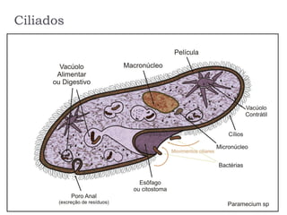 Ciliados
 