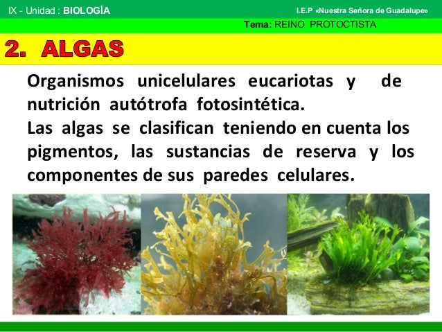 Reino protoctista algas