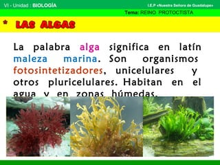 VI - Unidad : BIOLOGÍA
Tema: REINO PROTOCTISTA
I.E.P «Nuestra Señora de Guadalupe»
La palabra alga significa en latín
maleza marina. Son organismos
fotosintetizadores, unicelulares y
otros pluricelulares. Habitan en el
agua y en zonas húmedas.
 