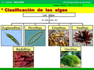 VI - Unidad : BIOLOGÍA
Tema: REINO PROTOCTISTA
I.E.P «Nuestra Señora de Guadalupe»
se clasifican en:
FeofitasPirrofitasEuglenofitas
Las algas
Rodofitas Clorofitas
Crisofitas
 