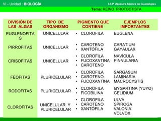 VI - Unidad : BIOLOGÍA
Tema: REINO PROTOCTISTA
I.E.P «Nuestra Señora de Guadalupe»
DIVISIÓN DE
LAS ALGAS
TIPO DE
ORGANISMO
PIGMENTO QUE
CONTIENE
EJEMPLOS
IMPORTANTES
EUGLENOFITA
S
UNICELULAR • CLOROFILA EUGLENA
PIRROFITAS UNICELULAR
• CAROTENO
• XANTÓFILA
CARATIUM
GAYAULAX
CRISOFITAS UNICELULAR
• CLOROFILA
• FUCOXANTINA
• CAROTENO
NAVÍCULA
PINNULARIA
FEOFITAS PLURICELULAR
• CLOROFILA
• CAROTENO
• FUCOXANTINA
SARGASUM
LAMINARIA
MACROCYSTIS
RODOFITAS PLURICELULAR
• CLOROFILA
• FICOBILINA
GYGARTINA (YUYO)
GELIDIUM
CLOROFITAS
UNICELULAR Y
PLURICELULAR
• CLOROFILA
• CAROTENO
• XANTÓFILA
ULVA
SPIROGA
VALONIA
VOLVOX
 