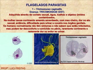 FLAGELADOS PARASITAS 1 –  Trichomonas vaginallis Doença: TRICOMONÍASE (DST) Adquirida através de contato sexual, água, toalhas e objetos úmidos contaminados. Na mulher causa corrimento amarelo esverdeado, com mau cheiro, dor no ato sexual, ardência, dificuldade para urinar e coceira nos órgãos genitais.  Os homens normalmente não têm sintomas e não sabem que estão infectados, mas podem ter desconforto e comichão no pênis, raramente corrimento e raramente dor ou ardor ao urinar.  PROFª. LUCI FREITAS 