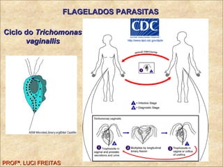 FLAGELADOS PARASITAS PROFª. LUCI FREITAS Ciclo do   Trichomonas vaginallis 