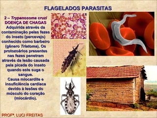 2 –   Trypanosoma cruzi DOENÇA DE CHAGAS  Adquirida através da contaminação pelas fezes do inseto (percevejo) conhecido como barbeiro (gênero  Triatoma ). Os protozoários presentes nas fezes penetram através da lesão causada pela picada do inseto quando este suga o sangue. Causa miocardite e insuficiência cardíaca devido à lesões do músculo do coração (miocárdio). FLAGELADOS PARASITAS PROFª. LUCI FREITAS 