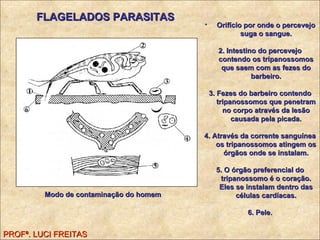PROFª. LUCI FREITAS Modo de contaminação do homem   Orifício por onde o percevejo suga o sangue. 2. Intestino do percevejo contendo os tripanossomos que saem com as fezes do barbeiro. 3. Fezes do barbeiro contendo tripanossomos que penetram no corpo através da lesão causada pela picada. 4. Através da corrente sanguínea os tripanossomos atingem os órgãos onde se instalam. 5. O órgão preferencial do tripanossomo é o coração. Eles se instalam dentro das células cardíacas. 6. Pele . FLAGELADOS PARASITAS 