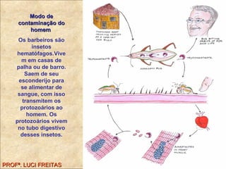 PROFª. LUCI FREITAS Modo de contaminação do homem   Os barbeiros são insetos hematófagos.Vivem em casas de palha ou de barro. Saem de seu esconderijo para se alimentar de sangue, com isso transmitem os protozoários ao homem. Os protozoários vivem no tubo digestivo desses insetos. 