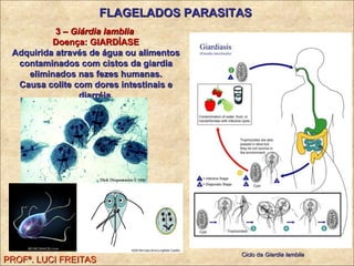 3 –   Giárdia lamblia  Doença: GIARDÍASE Adquirida através de água ou alimentos contaminados com cistos da giardia eliminados nas fezes humanas. Causa colite com dores intestinais e diarréia. FLAGELADOS PARASITAS Ciclo da  Giardia lamblia PROFª. LUCI FREITAS 
