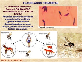 FLAGELADOS PARASITAS PROFª. LUCI FREITAS 4 –   Leishmania brasiliensis Doença: LEISHMANIOSE TEGUMENTAR ou ÚLCERA DE BAURÚ Adquirida através da picada do mosquito palha ou birigui (gênero  Phlebotomus) Causa ulcerações no rosto, braços, pernas com necrose de tecidos conjuntivos 