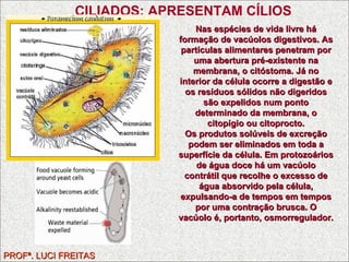 PROFª. LUCI FREITAS CILIADOS: APRESENTAM CÍLIOS Nas espécies de vida livre há formação de vacúolos digestivos. As partículas alimentares penetram por uma abertura pré-existente na membrana, o citóstoma. Já no interior da célula ocorre a digestão e os resíduos sólidos não digeridos são expelidos num ponto determinado da membrana, o citopígio ou citoprocto. Os produtos solúveis de excreção podem ser eliminados em toda a superfície da célula. Em protozoários de água doce há um vacúolo contrátil que recolhe o excesso de água absorvido pela célula, expulsando-a de tempos em tempos por uma contração brusca. O vacúolo é, portanto, osmorregulador. 