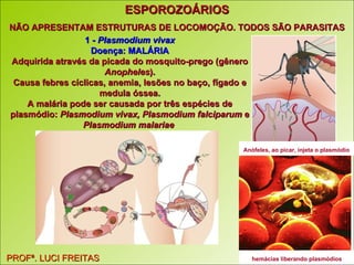 PROFª. LUCI FREITAS ESPOROZOÁRIOS NÃO APRESENTAM ESTRUTURAS DE LOCOMOÇÃO. TODOS SÃO PARASITAS 1 -  Plasmodium vivax Doença: MALÁRIA Adquirida através da picada do mosquito-prego (gênero  Anopheles ). Causa febres cíclicas, anemia, lesões no baço, fígado e medula óssea. A malária pode ser causada por três espécies de plasmódio:  Plasmodium vivax, Plasmodium falciparum  e  Plasmodium malariae   PROFª. LUCI FREITAS Anófeles, ao picar, injeta o plasmódio   hemácias liberando plasmódios   