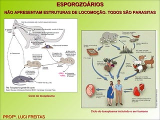 ESPOROZOÁRIOS NÃO APRESENTAM ESTRUTURAS DE LOCOMOÇÃO. TODOS SÃO PARASITAS PROFª. LUCI FREITAS Ciclo do toxoplasma   Ciclo do toxoplasma incluindo o ser humano 