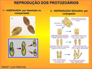 REPRODUÇÃO DOS PROTOZOÁRIOS 2 – REPRODUÇÃO SEXUADA: por conjugação 1 – ASSEXUADA: por bipartição ou cissiparidade PROFª. LUCI FREITAS 