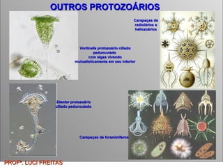 PROFª. LUCI FREITAS OUTROS PROTOZOÁRIOS   Vorticella  protozoário ciliado pedunculado  com algas vivendo mutualisticamente em seu interior Stentor  protozoário ciliado pedunculado Carapaças de radiolários e heliozoários Carapaças de foraminíferos 