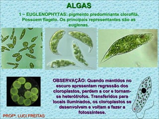 PROFª. LUCI FREITAS ALGAS 1 – EUGLENOPHYTAS: pigmento predominante clorofila. Possuem flagelo. Os principais representantes são as euglenas. OBSERVAÇÃO: Quando mantidos no escuro apresentam regressão dos cloroplastos, perdem a cor e tornam-se heterótrofos. Transferidos para locais iluminados, os cloroplastos se desenvolvem e voltam a fazer a fotossíntese. 