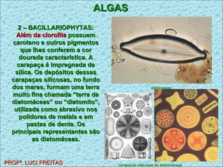 PROFª. LUCI FREITAS ALGAS 2 – BACILLARIOPHYTAS:  Além da clorofila  possuem   caroteno e outros pigmentos que lhes conferem a cor dourada característica. A carapaça é impregnada de sílica. Os depósitos dessas carapaças silicosas, no fundo dos mares, formam uma terra muito fina chamada “terra de diatomáceas” ou “diatomito”, utilizada como abrasivo nos polidores de metais e em pastas de dente. Os principais representantes são as diatomáceas. diatomácea   carapaças silicosas de diatomáceas   