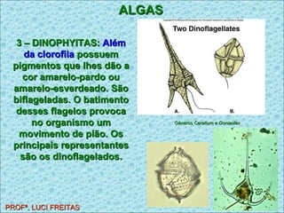 ALGAS PROFª. LUCI FREITAS 3 – DINOPHYITAS:  Além da clorofila  possuem pigmentos que lhes dão a cor amarelo-pardo ou amarelo-esverdeado. São biflageladas. O batimento desses flagelos provoca no organismo um movimento de pião. Os principais representantes são os dinoflagelados. Gêneros  Ceratium e Goniaulax   