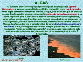 ALGAS PROFª. LUCI FREITAS O aumento excessivo da população de alguns dinoflagelados  (gênero  Gonyaulax ),  provoca o desequilíbrio ecológico conhecido como  maré-vermelha.   Estas algas secretam substâncias tóxicas. A água, nos locais em que há excesso desses dinoflagelados adquire, comumente,  coloração vermelha ou marrom  e se torna imprópria para o consumo humano e também para outros organismos, como peixes e moluscos. Ingeridas pelo homem essas toxinas se acumulam no seu organismo, atuando como neurotoxinas, afetando o seu sistema nervoso. Alguns dinoflagelados têm a característica de serem  bioluminescentes (gênero  Noctiluca ),  isto é, conseguem transformar energia química em luz, parecendo minúsculas "gotas de geléia transparente"  no mar, sendo responsáveis pela luminosidade observada nas ondas do mar ou na areia da praia à noite. É heterótrofo. Maré Vermelha   Noctiluca 