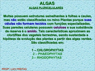 ALGAS PROFª. LUCI FREITAS ALGAS PLURICELULARES   Muitas possuem estruturas semelhantes a folhas e caules, mas  não  estão classificadas no reino Plantae porque  suas células não formam tecidos  com funções especializadas. Suas paredes celulares possuem  celulose  e sua substância de reserva é o  amido . Tais características aproximam as clorófitas dos vegetais terrestres, sendo sustentada a hipótese da evolução das plantas a partir das algas verdes. São classificadas em: 1 – CHLOROPHYTAS 2 – PHAEOPHYTAS 3 – RHODOPHYTAS   
