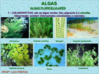 ALGAS ALGAS PLURICELULARES   PROFª. LUCI FREITAS 1 – CHLOROPHYTAS: são as algas verdes. Seu pigmento é a  clorofila.  Observação: existem Chlorophytas unicelulares e coloniais. Ulva lactuca   Caulerpa racemosa   Spirogyra   Caulerpa sertularioides   Halimeda taenicola   Volvox   Acetabularia   