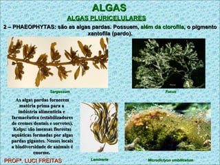 ALGAS ALGAS PLURICELULARES   PROFª. LUCI FREITAS 2 – PHAEOPHYTAS: são as algas pardas. Possuem,  além da clorofila , o pigmento xantofila (pardo). As algas pardas fornecem matéria prima para a  indústria alimentícia e  farmacêutica (estabilizadores de cremes dentais e sorvetes). Kelps: são imensas florestas aquáticas formadas por algas pardas gigantes. Nesses locais a biodiversidade de animais é enorme.  Laminaria   Microdictyon umbilicatum Sargassum Fucus 