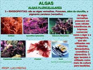 ALGAS ALGAS PLURICELULARES   PROFª. LUCI FREITAS 3 – RHODOPHYTAS: são as algas vermelhas. Possuem,  além da clorofila , o pigmento caroteno (vermelho).   As algas vermelhas possuem em suas células substâncias de interesse comercial, como o ágar e a carragenina,  que são utilizadas nas indústrias farmacêutica, cosmética e alimentícia. O ágar também é utilizado como meio de cultura para bactérias. Gelidium   Sporolithon episoredion   Galaxaura filamentosa   Cryptonemia umbraticola   Porphyra   Sushi (iguaria da culinária japonesa) 