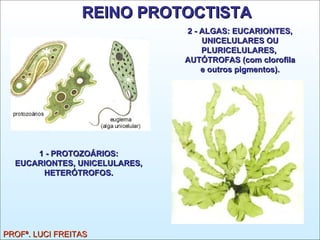 2 - ALGAS: EUCARIONTES, UNICELULARES OU PLURICELULARES,  AUTÓTROFAS (com clorofila e outros pigmentos). REINO PROTOCTISTA 1 - PROTOZOÁRIOS: EUCARIONTES, UNICELULARES, HETERÓTROFOS. PROFª. LUCI FREITAS 