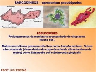 SARCODÍNEOS – apresentam pseudópodes PROFª. LUCI FREITAS PSEUDÓPODES Prolongamentos da membrana acompanhado do citoplasma  (falsos pés). Muitos sarcodíneos possuem vida livre como  Amoeba proteus  . Outros são comensais (vivem dentro do corpo de animais alimentando-se de restos) como  Entamoeba coli e Entamoeba gingivalis. 