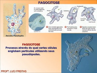 PROFª. LUCI FREITAS FAGOCITOSE FAGOCITOSE Processo através do qual certas células englobam partículas utilizando seus pseudópodes. 