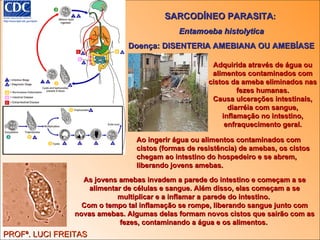 SARCODÍNEO PARASITA :  Entamoeba histolytica Doença: DISENTERIA AMEBIANA OU AMEBÍASE Adquirida através de água ou alimentos contaminados com cistos da ameba eliminados nas fezes humanas. Causa ulcerações intestinais, diarréia com sangue, inflamação no intestino, enfraquecimento geral. PROFª. LUCI FREITAS As jovens amebas invadem a parede do intestino e começam a se alimentar de células e sangue. Além disso, elas começam a se multiplicar e a inflamar a parede do intestino.  Com o tempo tal inflamação se rompe, liberando sangue junto com novas amebas. Algumas delas formam novos cistos que sairão com as fezes, contaminando a água e os alimentos.  Ao ingerir água ou alimentos contaminados com cistos (formas de resistência) de amebas, os cistos chegam ao intestino do hospedeiro e se abrem, liberando jovens amebas. 