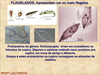PROFª. LUCI FREITAS FLAGELADOS: Apresentam um ou mais flagelos Protozoários do gênero  Trichonympha  vivem em mutualismo no intestino de cupins. Digerem a celulose cedendo seus produtos aos cupins, em troca de abrigo e alimento. Graças a estes protozoários os cupins conseguem se alimentar de madeira. 