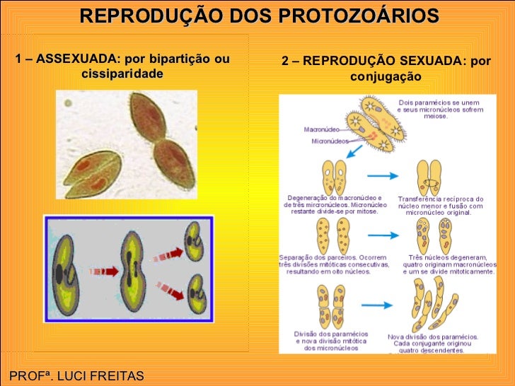 Descreva Como Ocorre A Reprodução Dos Protozoários
