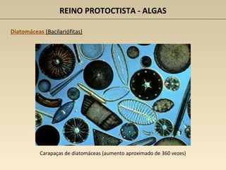 REINO PROTOCTISTA - ALGAS
Diatomáceas (Bacilariófitas)
Carapaças de diatomáceas (aumento aproximado de 360 vezes)
 
