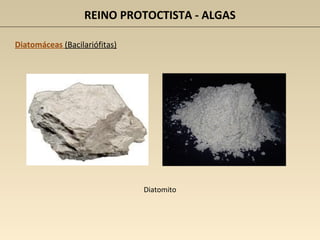 REINO PROTOCTISTA - ALGAS
Diatomáceas (Bacilariófitas)
Diatomito
 