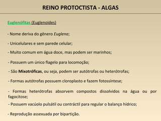 REINO PROTOCTISTA - ALGAS
Euglenófitas (Euglenoides)
- Nome deriva do gênero Euglena;
- Muito comum em água doce, mas podem ser marinhos;
- São Mixotróficas, ou seja, podem ser autótrofas ou heterótrofas;
- Unicelulares e sem parede celular;
- Possuem um único flagelo para locomoção;
- Reprodução assexuada por bipartição.
- Formas autótrofas possuem cloroplasto e fazem fotossíntese;
- Formas heterótrofas absorvem compostos dissolvidos na água ou por
fagocitose;
- Possuem vacúolo pulsátil ou contráctil para regular o balanço hídrico;
 