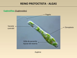 REINO PROTOCTISTA - ALGAS
Euglenófitas (Euglenoides)
Euglena
Cloroplasto
Flagelo
Vacúolo
contrátil
Grão de paramilo
Açúcar de reserva
 