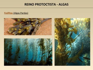 REINO PROTOCTISTA - ALGAS
Feófitas (Algas Pardas)
 