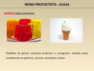 REINO PROTOCTISTA - ALGAS
Rodófitas (Algas Vermelhas)
Rodófitas do gênero Laurencia produzem a carragenina, utilizada como
estabilizante em gelatinas, sorvetes, chocolates e bolos.
 
