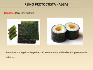 REINO PROTOCTISTA - ALGAS
Rodófitas (Algas Vermelhas)
Rodófitas da espécie Porphiria são comumente utilizadas na gastronomia
oriental.
 