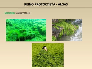 REINO PROTOCTISTA - ALGAS
Clorófitas (Algas Verdes)
 