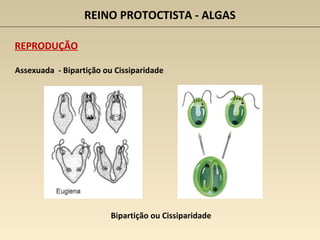 REINO PROTOCTISTA - ALGAS
REPRODUÇÃO
Assexuada - Bipartição ou Cissiparidade
Bipartição ou Cissiparidade
 