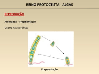 REINO PROTOCTISTA - ALGAS
REPRODUÇÃO
Assexuada - Fragmentação
Ocorre nas clorófitas
Fragmentação
 