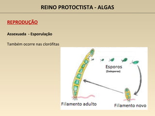 REINO PROTOCTISTA - ALGAS
REPRODUÇÃO
Assexuada - Esporulação
Também ocorre nas clorófitas
 
